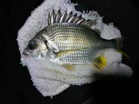 南港フェリーヘチ釣り （小キビレ、小真チヌ…