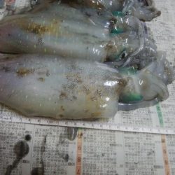 朝マズメ アオリイカ8杯!!!