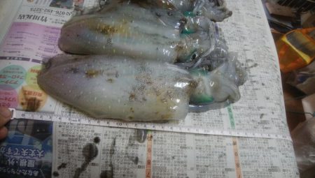 朝マズメ アオリイカ8杯!!!