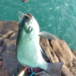 三投目でイサキ36cm・・