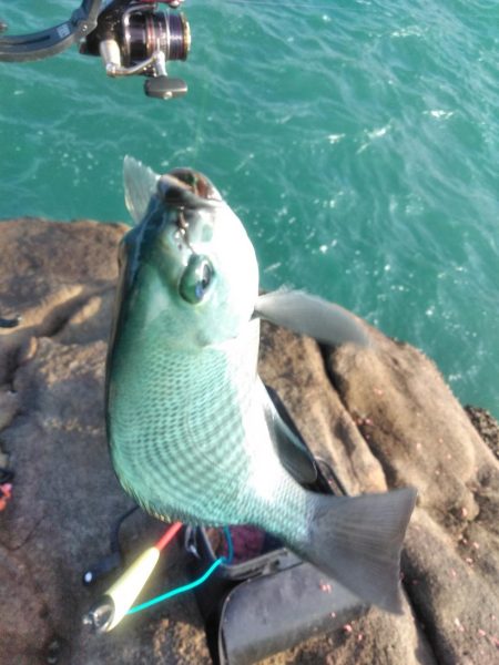 三投目でイサキ36cm・・