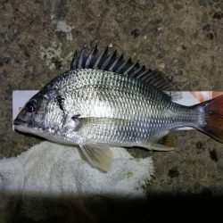 南港フェリーヘチ釣り (小キビレ、小メジナ、ガシラ 釣果有)