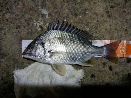 南港フェリーヘチ釣り （小キビレ、小メジナ…