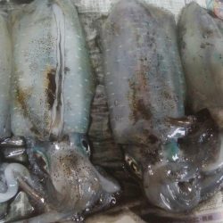 マズメにアオリイカ4杯！！