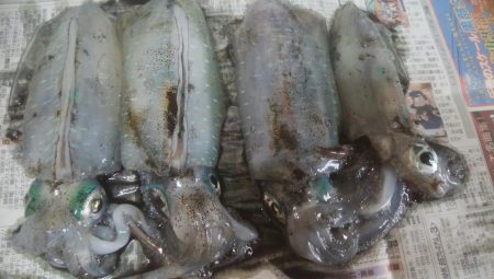 マズメにアオリイカ4杯！！