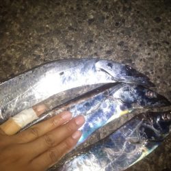 アジュールで短時間タチウオ時合!