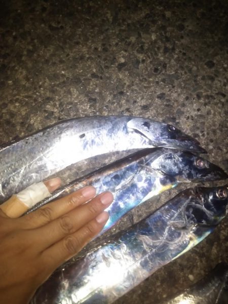 アジュールで短時間タチウオ時合!