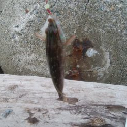 朝マズメ　アオリイカ4杯！！