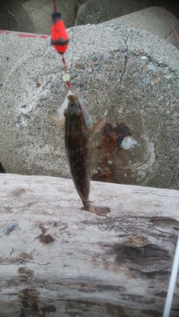 朝マズメ　アオリイカ4杯！！