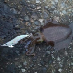 アオリイカ 朝マズメ狙い 8杯!