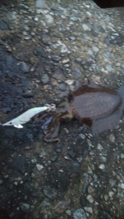 アオリイカ 朝マズメ狙い 8杯!