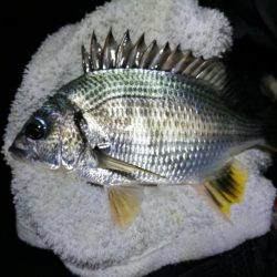 南港フェリーヘチ釣り （小雨降る中～小キビレ、小真チヌ、小メジナ、釣果有り）