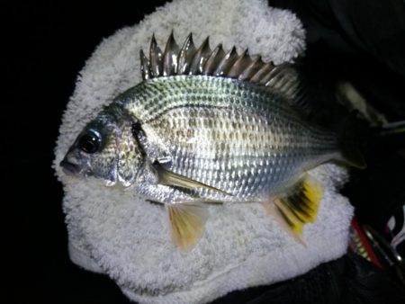 南港フェリーヘチ釣り （小雨降る中～小キビ…