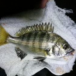 渋めの南港フェリーヘチ釣り （真チヌ、小キビレ、釣果）