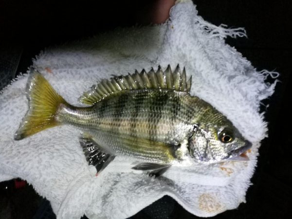 渋めの南港フェリーヘチ釣り （真チヌ、小キビレ、釣果）