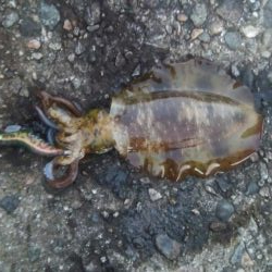 祝 アオリちゃん 100杯達成!!!