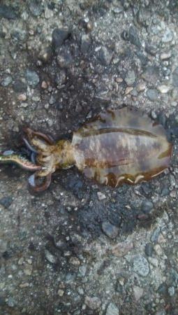 祝　アオリちゃん　100杯達成！！！