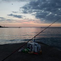 チャリコ湧きキス何処へ