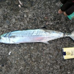 青物狙いがサゴシに…