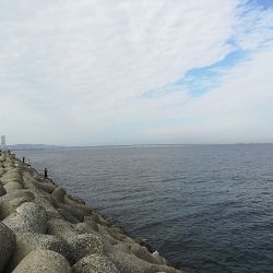 貝塚人工島でアオリ新子GET