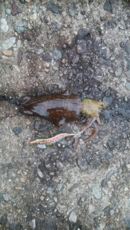 夕まずめ　あおり2杯！