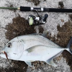 サンドワームでロウニンアジが釣れちゃいました。