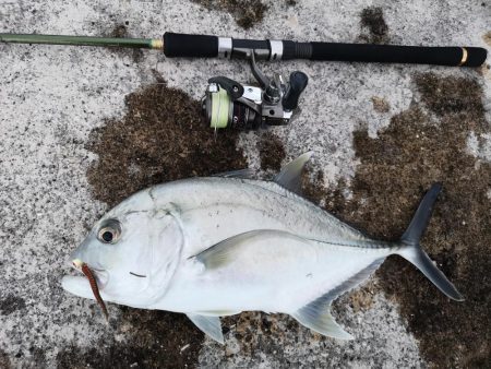 サンドワームでロウニンアジが釣れちゃいまし…