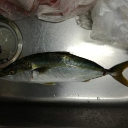 タチウオ　ハマチ