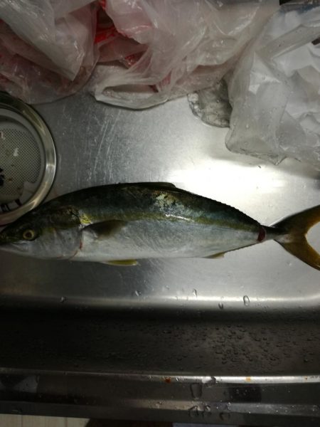 タチウオ　ハマチ