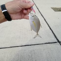 沼島でライトゲーム&ワインド太刀魚