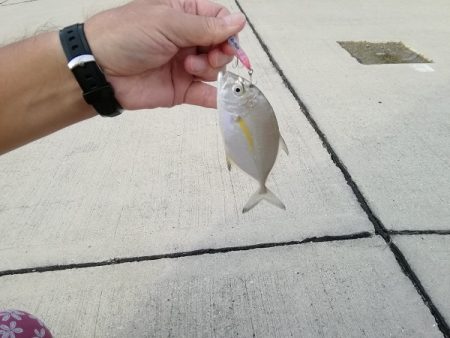 沼島でライトゲーム&ワインド太刀魚