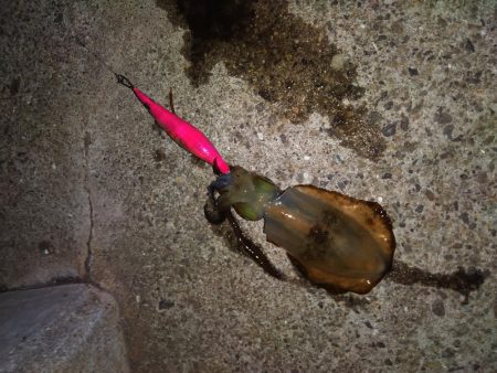 上向いてきました！