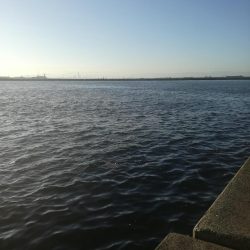 ケーソンタチウオ調査