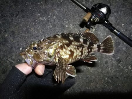 南港カモメ大橋ヘチ釣行 （シーバス67ｃｍ…