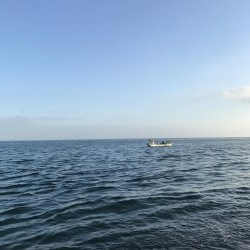 ベイトわんさか