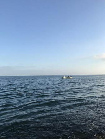 ベイトわんさか