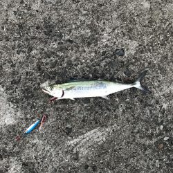 久しぶりに連続ヒット