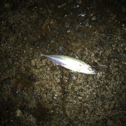 サバ、サゴシ、ハマチ