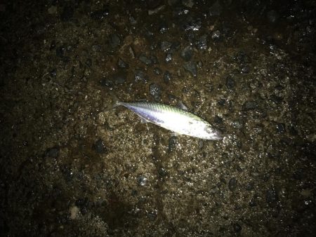 サバ、サゴシ、ハマチ