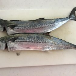 北風かなり強い中