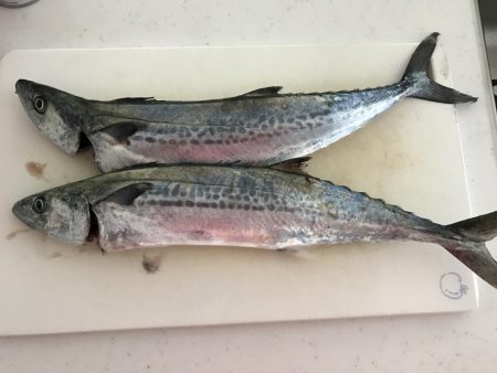 北風かなり強い中