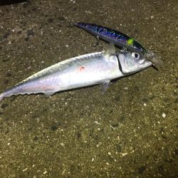 波高い中のタチウオ