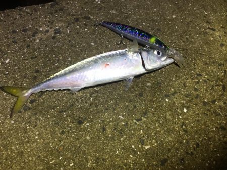 波高い中のタチウオ