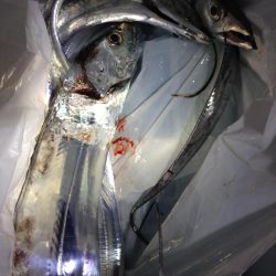 活性が低いタチウオは