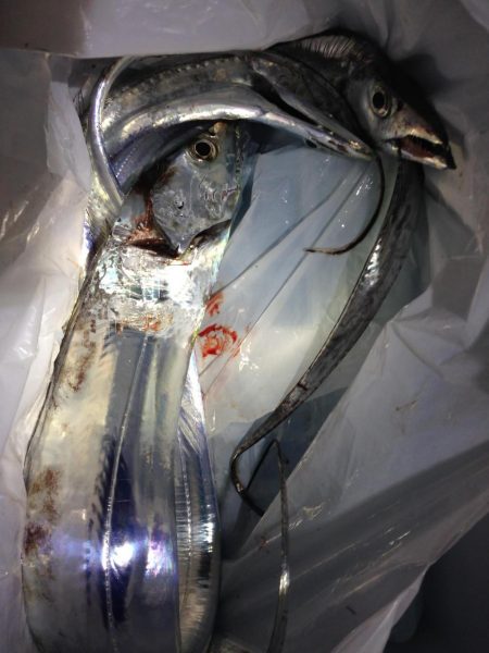 活性が低いタチウオは