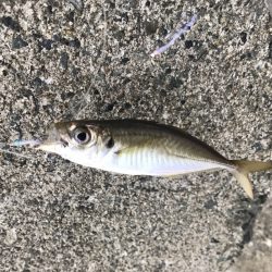 サゴシ・タチウオ