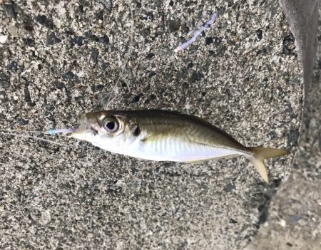 サゴシ・タチウオ