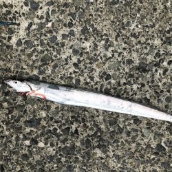 サゴシ・タチウオ