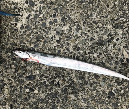 サゴシ・タチウオ