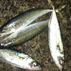 タチウオ・サバ